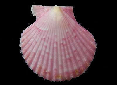 Aequipecten opercularis audouinii3